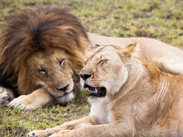 Par de leão macho e fêmea dormindo em gras verde — Fotografia de Stock