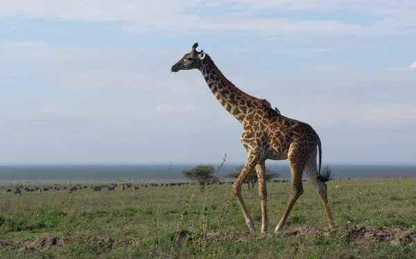 Una jirafa de pie en la llanura en el Parque Nacional del Serengeti — Foto de Stock