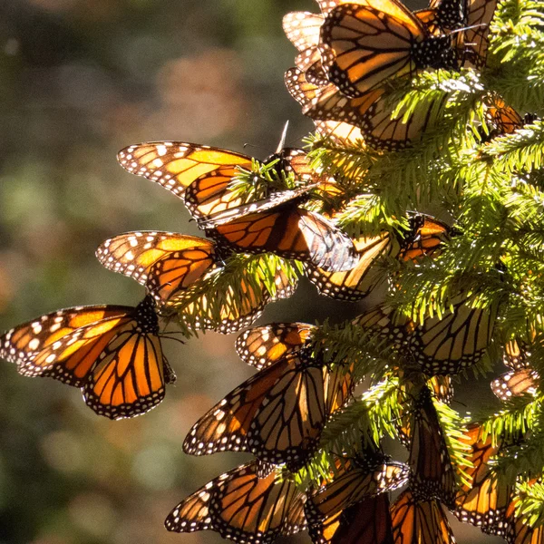 Monarch vlinders op vertakking van de beslissingsstructuur — Stockfoto