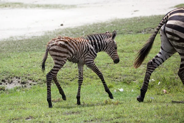 Onun annesi ile yeni doğan bebek zebra — Stok fotoğraf