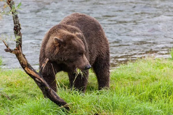 Orso bruno che mangia erba — Foto Stock