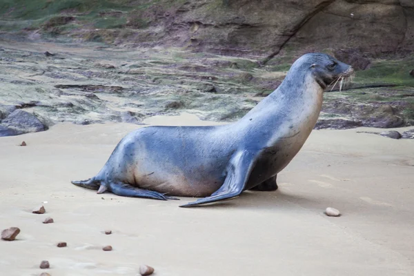 Ein Seelöwe am Strand — Stockfoto