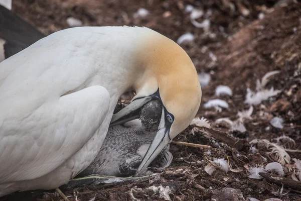 Gallina nórdica — Foto de Stock