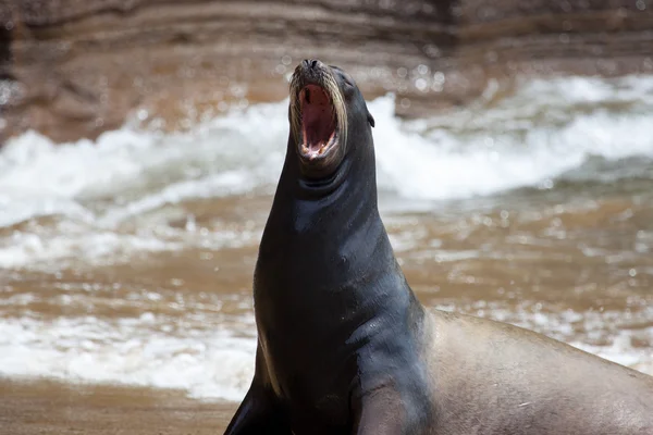 Esneme bir deniz aslanı — Stok fotoğraf