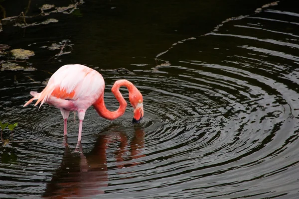 Grotere Flamingo staande in het water — Stockfoto