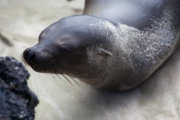 Baby sea lion smelling the rock on the beach — Stock Photo, Image