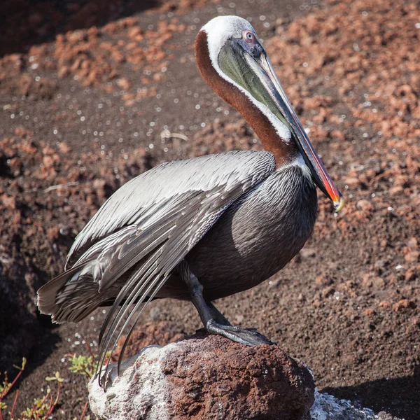 A brown pelican on the rock — Stock Photo, Image