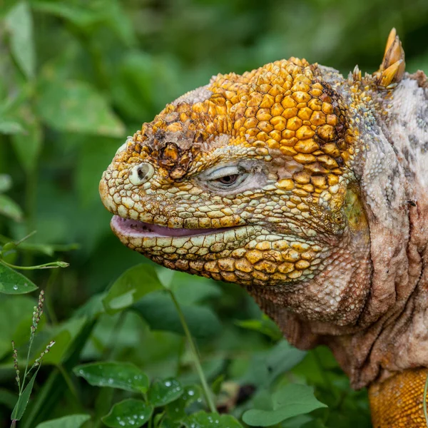 Arazi iguana başkanı — Stok fotoğraf