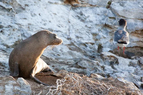 A sea lion watching bird in morning sun — Stock Photo, Image