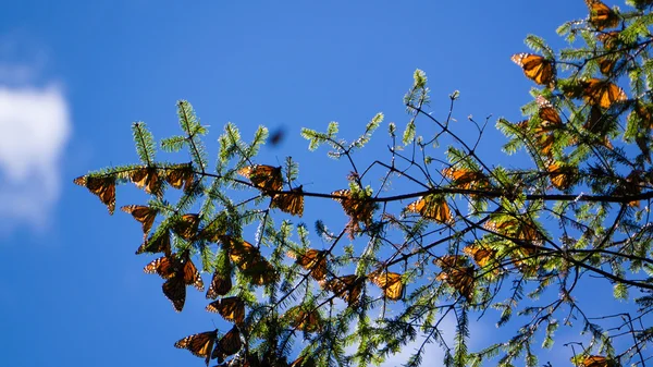 Monarch πεταλούδες στο κλαδί δέντρου σε φόντο γαλάζιο του ουρανού — Φωτογραφία Αρχείου