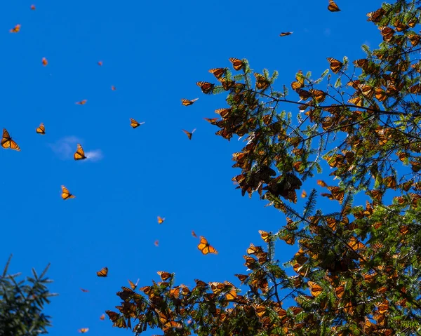 Papillons monarques sur branche d'arbre en fond bleu ciel — Photo