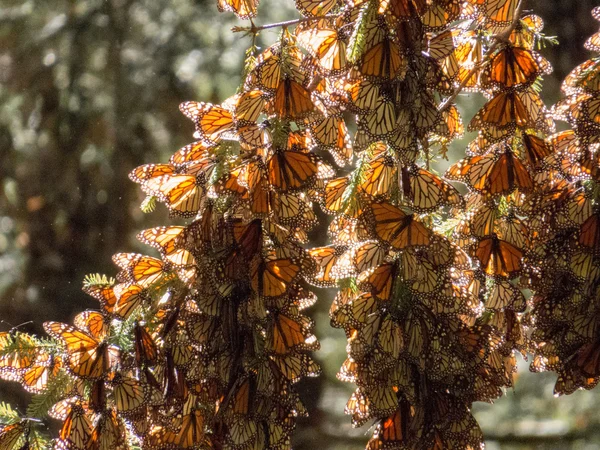 Monarch πεταλούδες στο κλαδί δέντρου — Φωτογραφία Αρχείου