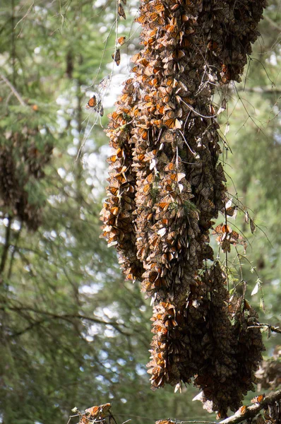 Monarch Butterflies on tree branch