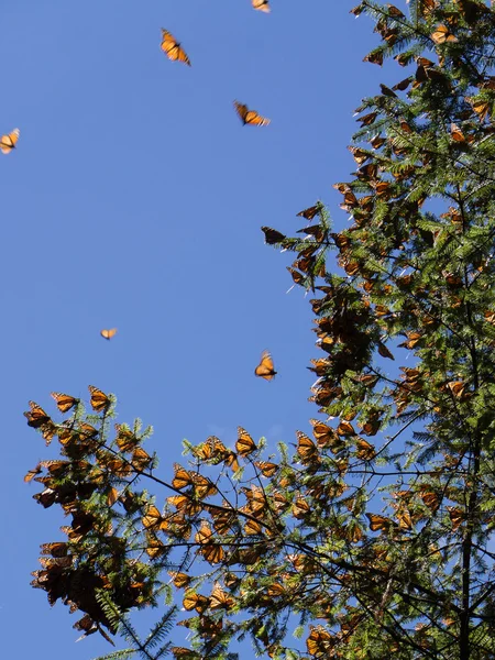 Monarch πεταλούδες στο κλαδί δέντρου σε φόντο γαλάζιο του ουρανού — Φωτογραφία Αρχείου