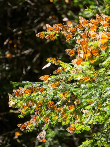 Monarca Farfalle su ramo d'albero — Foto Stock