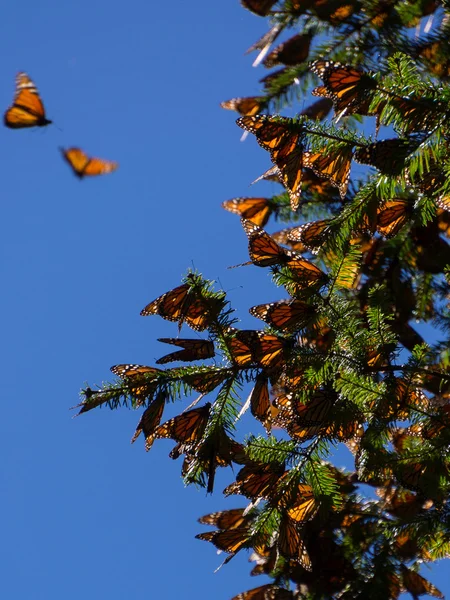 Monarch πεταλούδες στο κλαδί δέντρου σε φόντο γαλάζιο του ουρανού — Φωτογραφία Αρχείου