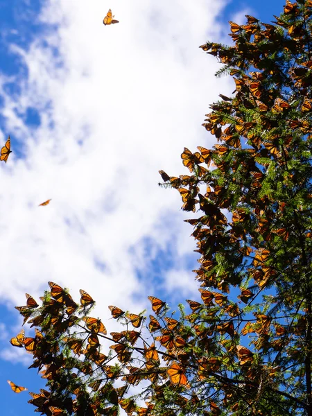 Monarca Farfalle su ramo d'albero in sfondo cielo blu — Foto Stock