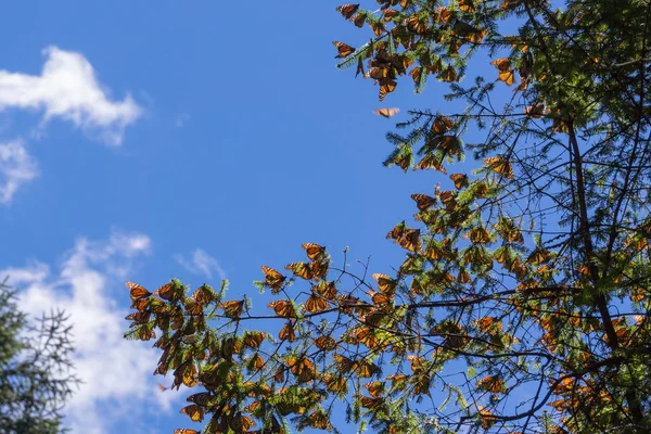 Monarch Butterflies on tree branch in blue sky background