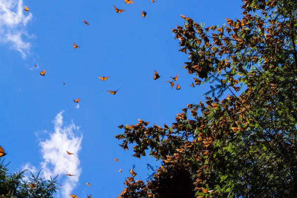 Monarch πεταλούδες στο κλαδί δέντρου σε φόντο γαλάζιο του ουρανού — Φωτογραφία Αρχείου