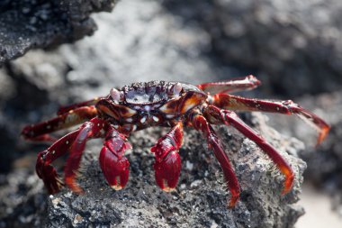 Sally lightfoot Yengeç siyah lav kaya