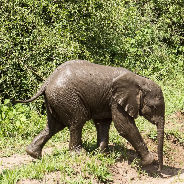 Elefantenbaby nimmt ein Schlammbad — Stockfoto