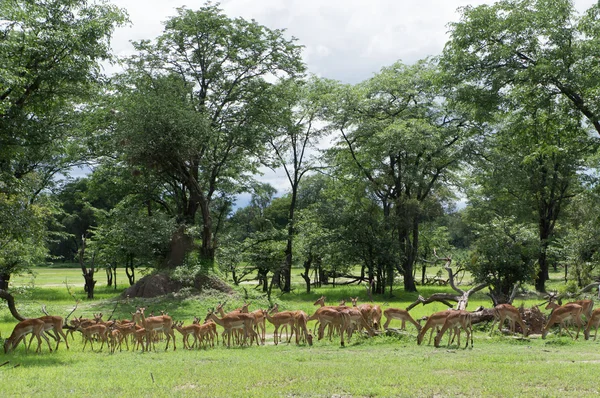 Una manada de hembras y jóvenes impalas — Foto de Stock