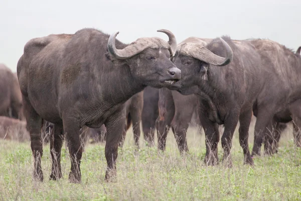 Afrika bufalo sürüsü üzerinde düz Serengeti Milli Parkı — Stok fotoğraf