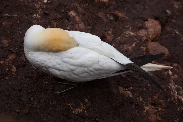 Northern gannet sleeping — Stock Photo, Image