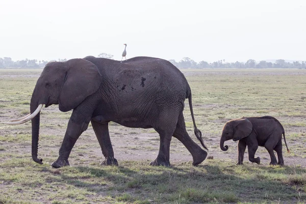 Um bebê elefante africano andando com sua mãe com um pássaro branco nas costas — Fotografia de Stock