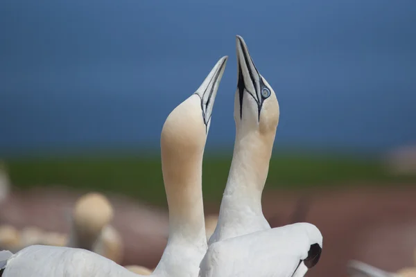 Północnej Gannet par na wyspie Bonaventure — Zdjęcie stockowe