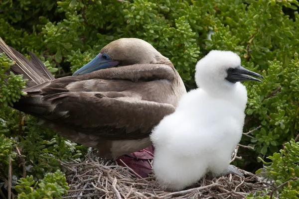 Rotfüßiger Tölpel mit Küken — Stockfoto