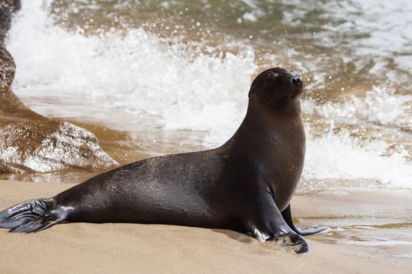 Un lion de mer sur la plage — Photo