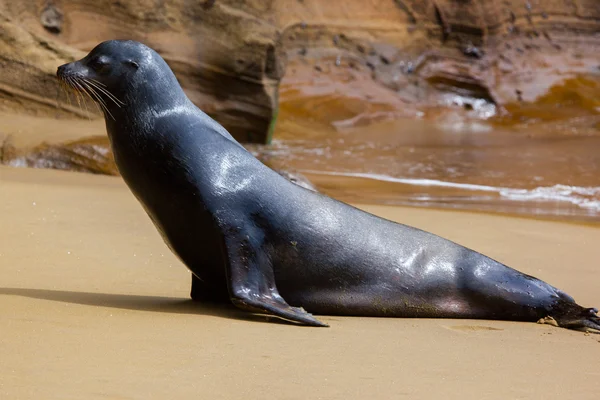 Un leone marino sulla spiaggia — Foto Stock