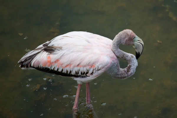 Grotere Flamingo chick — Stockfoto