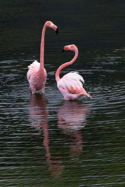 Grotere Flamingo staande in het water — Stockfoto
