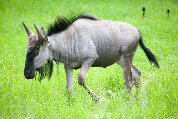 Mavi wildebeest yan görünüm — Stok fotoğraf