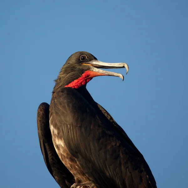 Porträtt av manliga frigate bird — Stockfoto