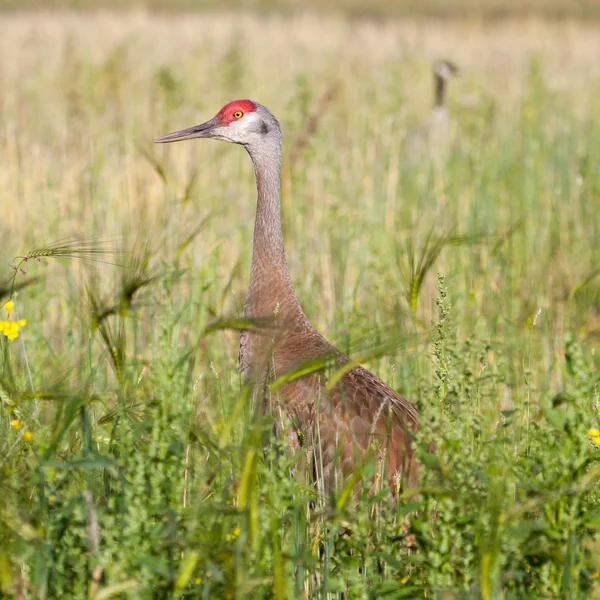 Sandhill Crane riposo a Fairbanks — Foto Stock