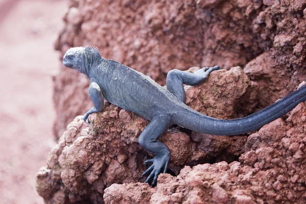 Kahverengi volkan sahilde deniz Iguana — Stok fotoğraf