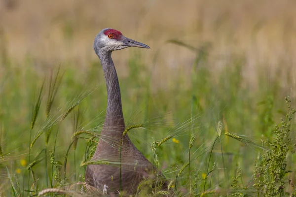 Sandhill Crane rest in Fairbanks — Stock Photo, Image