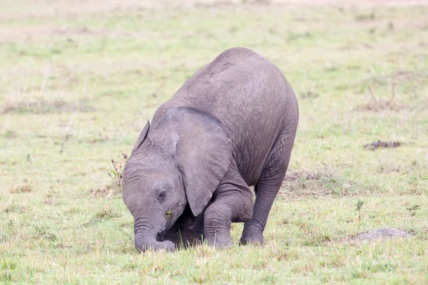 Baby Afrikaanse olifant — Stockfoto