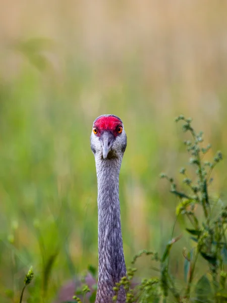 Sandhill Crane resten i Fairbanks — Stockfoto