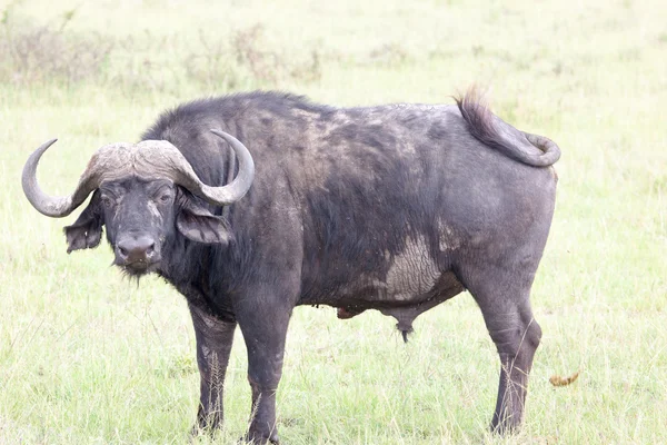 Afrika manda yan görünüm — Stok fotoğraf