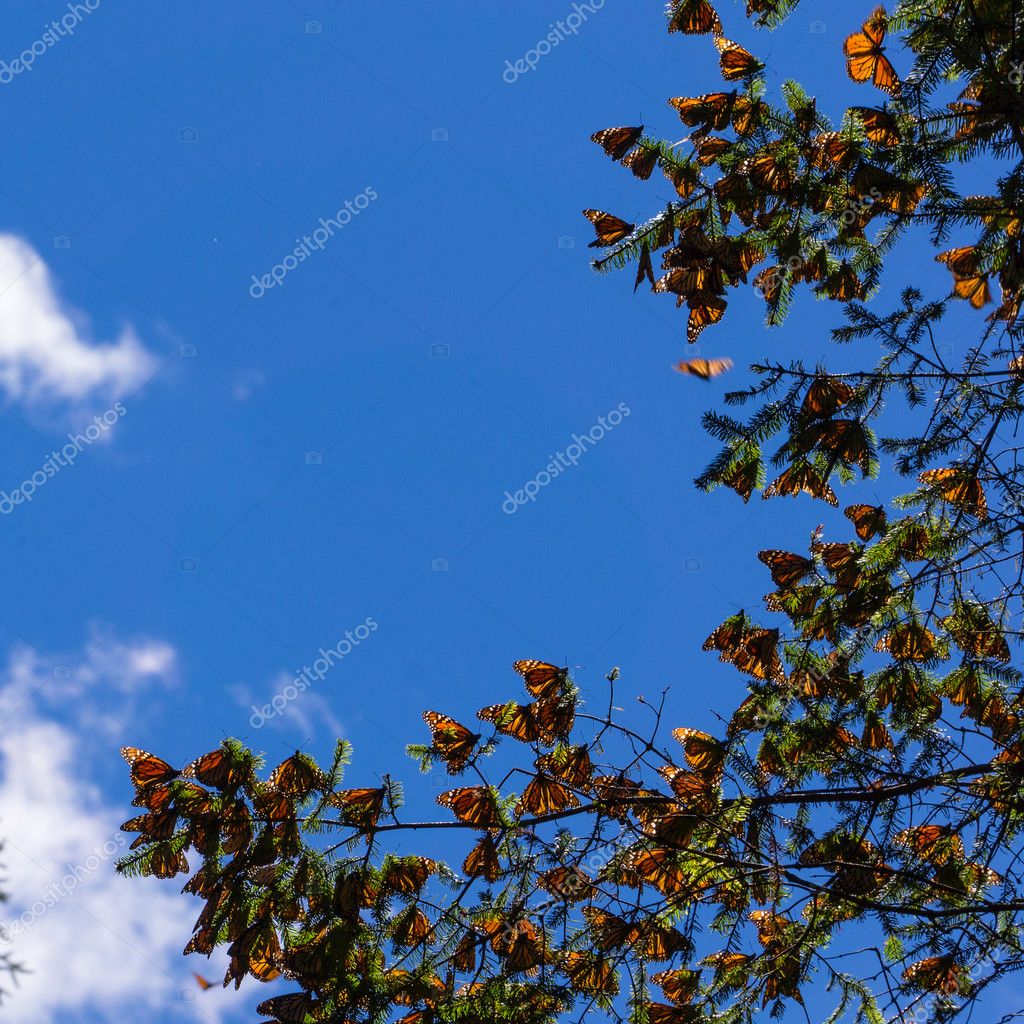 JHVEPhoto