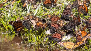 Monarch kelebek içme suyu