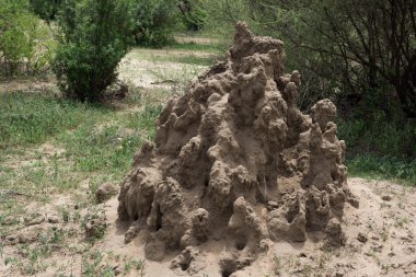 Termit Serengeti Ulusal Parkı'nda