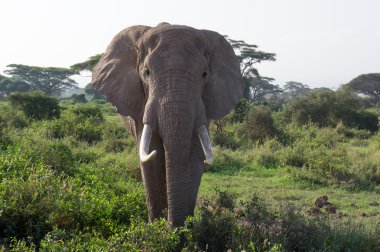 Afrika filleri önden görünümü