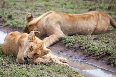 Termit Serengeti Ulusal Parkı'nda