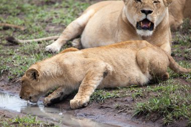Dişi aslan içme suyunda Serengeti