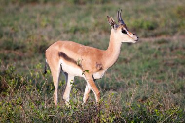 Masai Mara yedekte erkek Impala